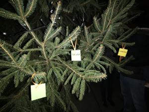 Mirna, prizig luck, foto EZ (5)